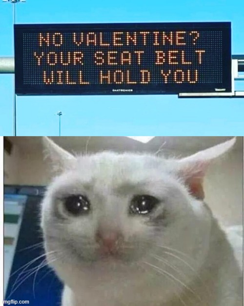 ;( | image tagged in crying cat,memes,lol,valentine's day,funny,depression | made w/ Imgflip meme maker
