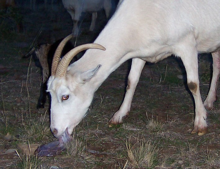 Goat eating Blank Meme Template