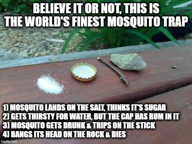 Mosquito Trap | BELIEVE IT OR NOT, THIS IS THE WORLD'S FINEST MOSQUITO TRAP; 1) MOSQUITO LANDS ON THE SALT, THINKS IT'S SUGAR
2) GETS THIRSTY FOR WATER, BUT THE CAP HAS RUM IN IT
3) MOSQUITO GETS DRUNK & TRIPS ON THE STICK
4) BANGS ITS HEAD ON THE ROCK & DIES | image tagged in mosquito,trap,funny,funny memes | made w/ Imgflip meme maker