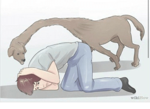 High Quality long neck dog wikihow Blank Meme Template