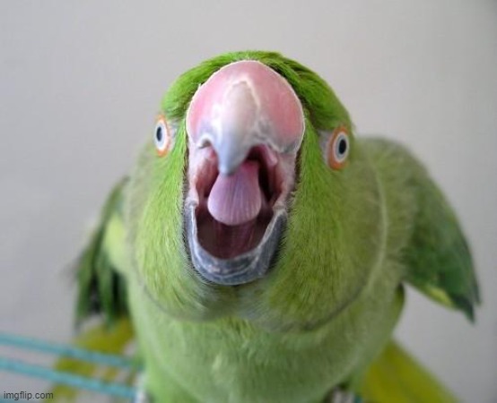 Parrot | image tagged in parrot | made w/ Imgflip meme maker