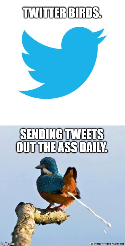 Flock of Twits | TWITTER BIRDS. SENDING TWEETS OUT THE ASS DAILY. | image tagged in twitter birds says,bird shit,diarrhea,tweety bird | made w/ Imgflip meme maker