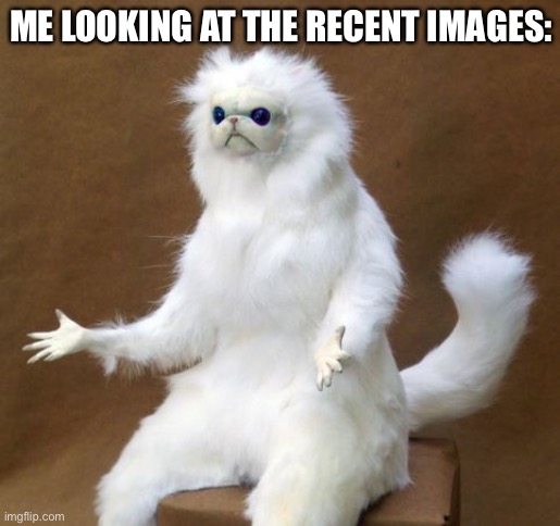 lol | ME LOOKING AT THE RECENT IMAGES: | image tagged in what the heck cat | made w/ Imgflip meme maker