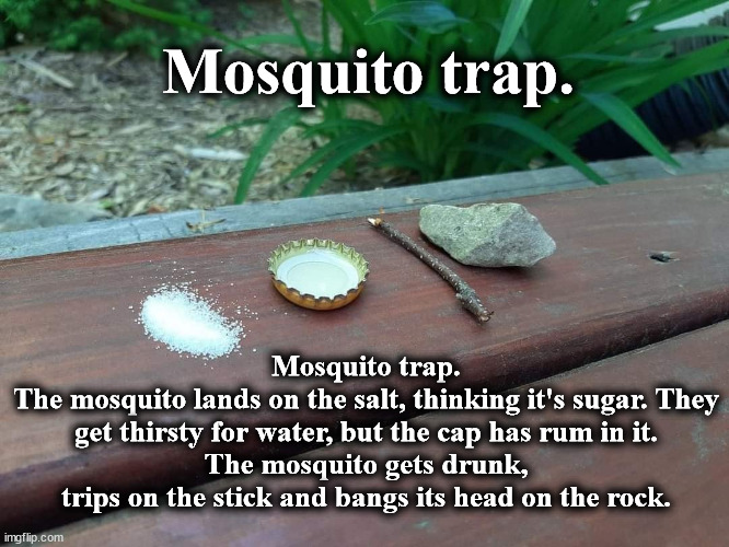 trap | Mosquito trap. Mosquito trap.
The mosquito lands on the salt, thinking it's sugar. They get thirsty for water, but the cap has rum in it.
The mosquito gets drunk, trips on the stick and bangs its head on the rock. | image tagged in trap | made w/ Imgflip meme maker