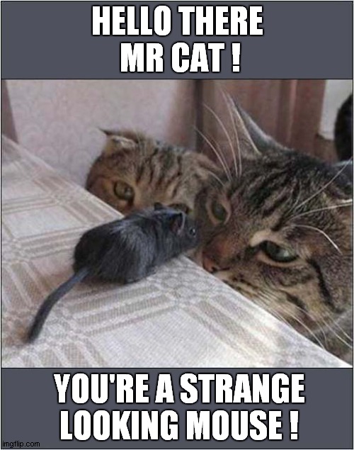 This May End Badly ! | HELLO THERE
 MR CAT ! YOU'RE A STRANGE LOOKING MOUSE ! | image tagged in cats,mouse,meetings | made w/ Imgflip meme maker