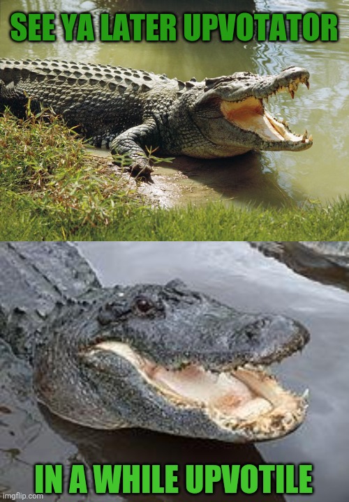 SEE YA LATER UPVOTATOR; IN A WHILE UPVOTILE | image tagged in alligator wut,upvote,say goodbye | made w/ Imgflip meme maker