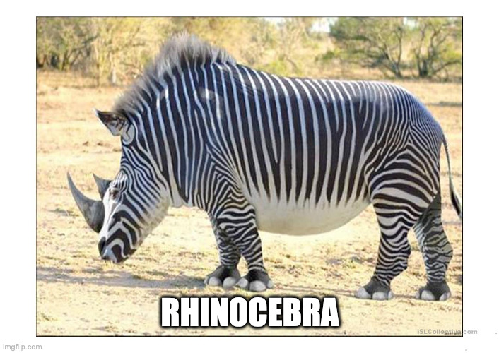 Photoshop 100 Hybrid Animals | RHINOCEBRA | image tagged in farm animals,animals | made w/ Imgflip meme maker