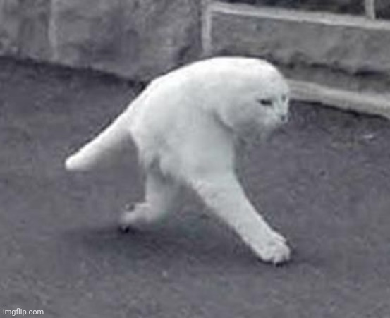 Walking White Cat | image tagged in walking white cat | made w/ Imgflip meme maker