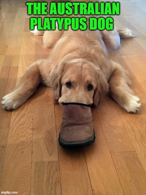 THE AUSTRALIAN PLATYPUS DOG | made w/ Imgflip meme maker