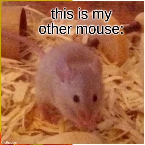 this is my other mouse: | made w/ Imgflip meme maker