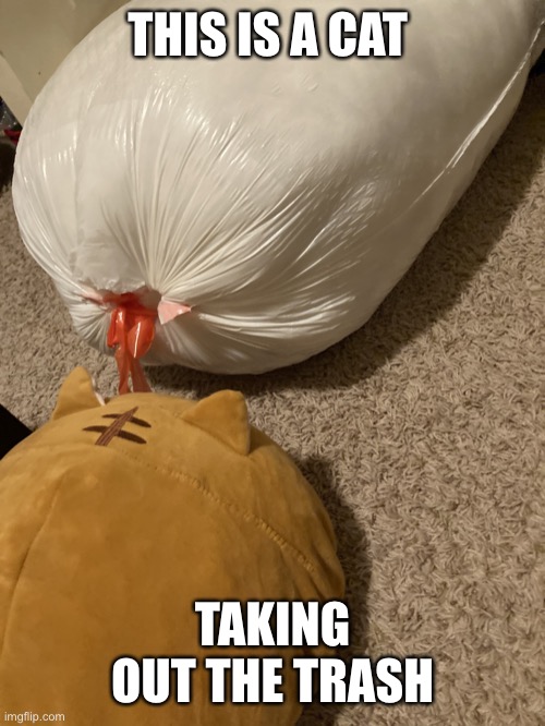 Trash cat | THIS IS A CAT; TAKING OUT THE TRASH | image tagged in meow | made w/ Imgflip meme maker