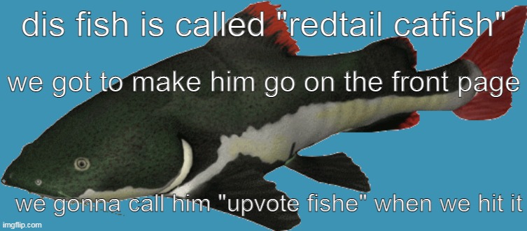 front page right now | dis fish is called "redtail catfish"; we got to make him go on the front page; we gonna call him "upvote fishe" when we hit it | image tagged in catfish,fish,upvote | made w/ Imgflip meme maker