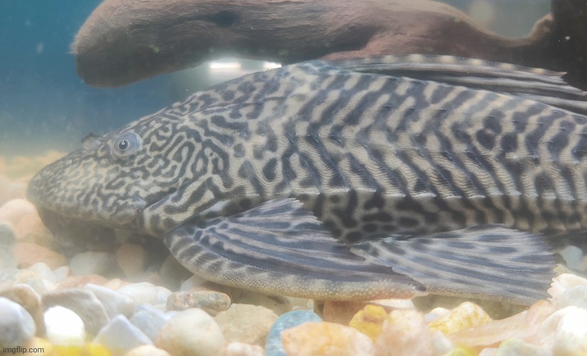My 12 inch Pleco (Catfish) | image tagged in fish | made w/ Imgflip meme maker