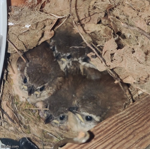 5 baby birds in my shed | image tagged in birds | made w/ Imgflip meme maker