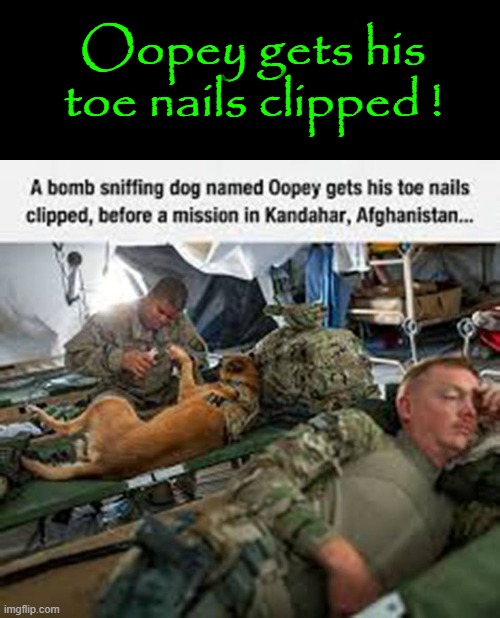 Oopey`s Pedicure ! | Oopey gets his
toe nails clipped ! | image tagged in this is fine dog | made w/ Imgflip meme maker