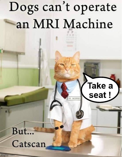 Catscan |  Take a
  seat ! | image tagged in doctor strange | made w/ Imgflip meme maker