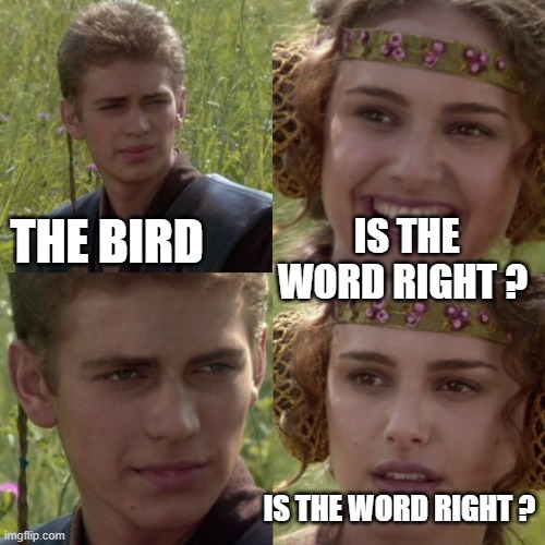 A-well-a everybody's heard about the bird B-b-b-bird, b-birdd's the word | IS THE WORD RIGHT ? THE BIRD; IS THE WORD RIGHT ? | image tagged in for the better right blank,bird,peter griffin,surfing,birds | made w/ Imgflip meme maker