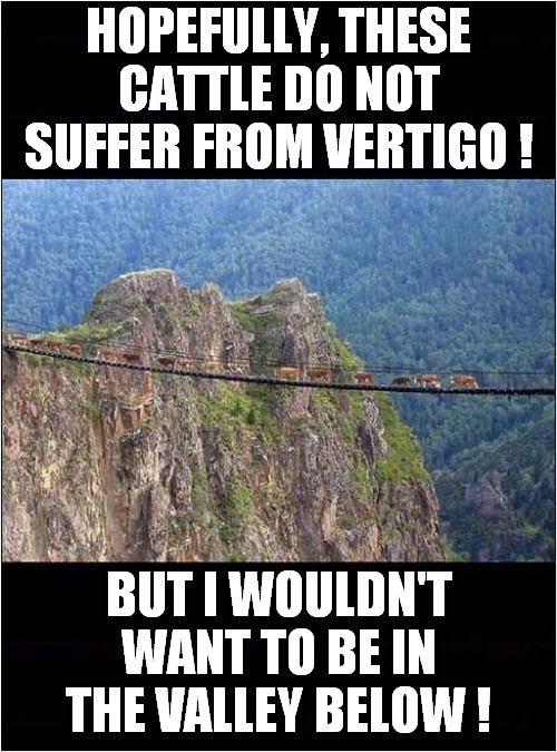 Spectacular Cattle Crossing ! | HOPEFULLY, THESE CATTLE DO NOT SUFFER FROM VERTIGO ! BUT I WOULDN'T WANT TO BE IN THE VALLEY BELOW ! | image tagged in fun,cattle,bridge,vertigo | made w/ Imgflip meme maker