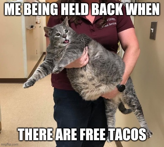 Free tacos cat | ME BEING HELD BACK WHEN; THERE ARE FREE TACOS | image tagged in give me more cat | made w/ Imgflip meme maker