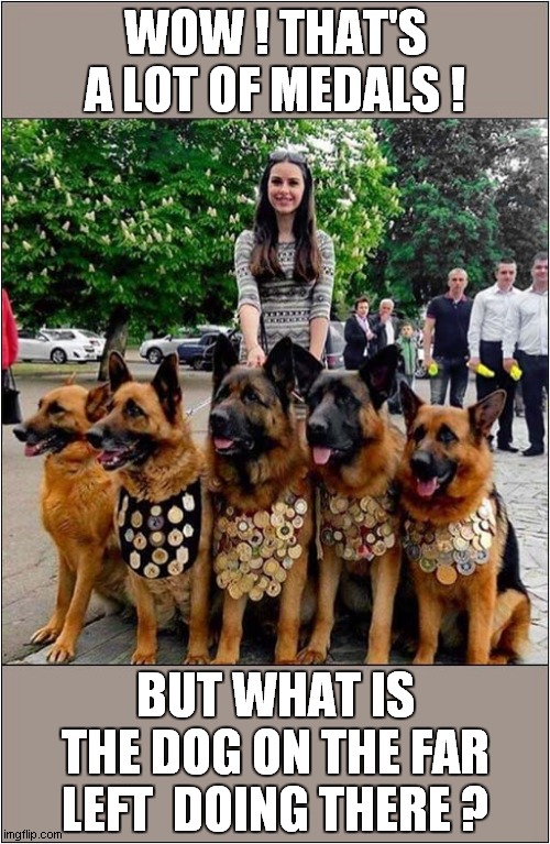 Some Highly Decorated Dogs ! | WOW ! THAT'S A LOT OF MEDALS ! BUT WHAT IS THE DOG ON THE FAR LEFT  DOING THERE ? | image tagged in fun,dogs,medals | made w/ Imgflip meme maker