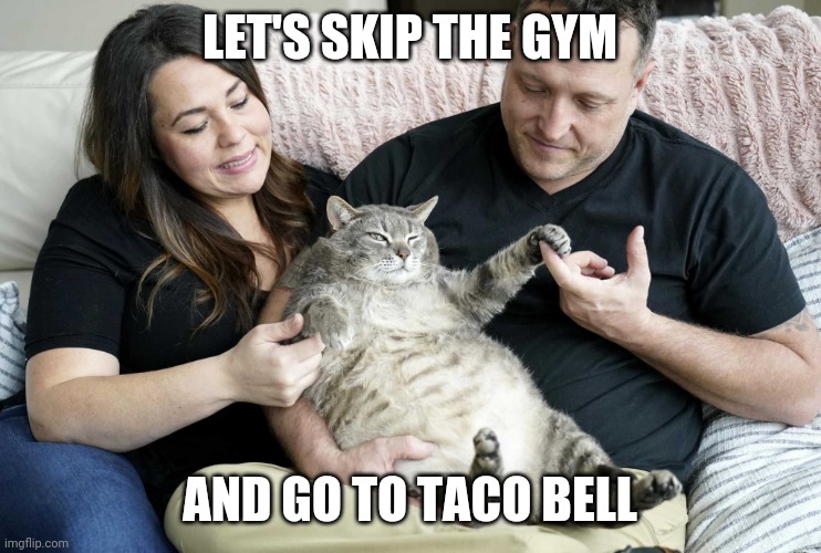 Fat cat | LET'S SKIP THE GYM; AND GO TO TACO BELL | image tagged in fat cat | made w/ Imgflip meme maker