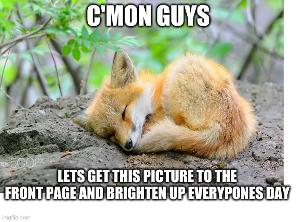 is a foxxxxxx | C'MON GUYS; LETS GET THIS PICTURE TO THE FRONT PAGE AND BRIGHTEN UP EVERYPONES DAY | image tagged in cute,front page,fox,sleeping,memes | made w/ Imgflip meme maker