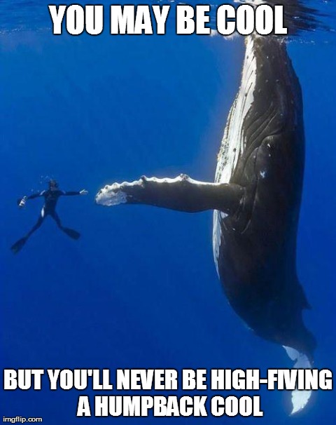 YOU MAY BE COOL BUT YOU'LL NEVER BE HIGH-FIVING A HUMPBACK COOL | image tagged in high-five whale | made w/ Imgflip meme maker