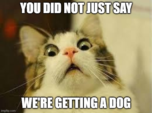 shocked cat | YOU DID NOT JUST SAY; WE'RE GETTING A DOG | image tagged in shocked cat,cats | made w/ Imgflip meme maker