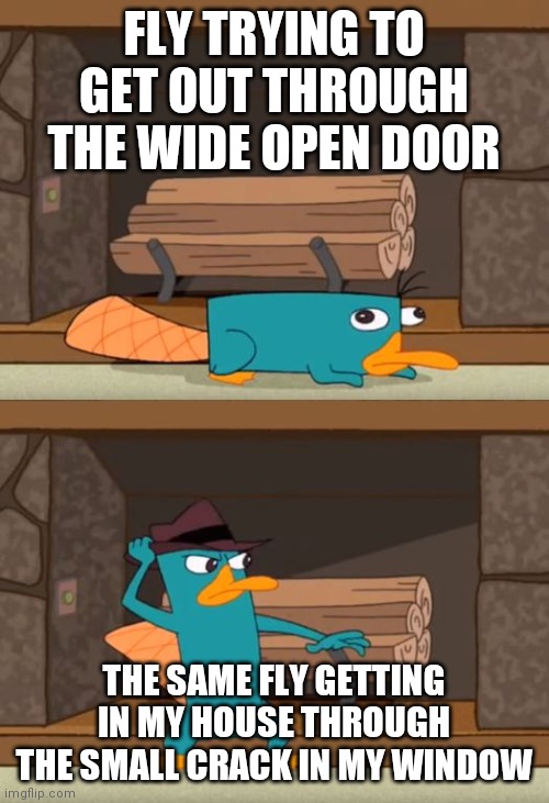 Fly's be like..... | FLY TRYING TO GET OUT THROUGH THE WIDE OPEN DOOR; THE SAME FLY GETTING IN MY HOUSE THROUGH THE SMALL CRACK IN MY WINDOW | image tagged in perry the platypus,fly,relatable | made w/ Imgflip meme maker