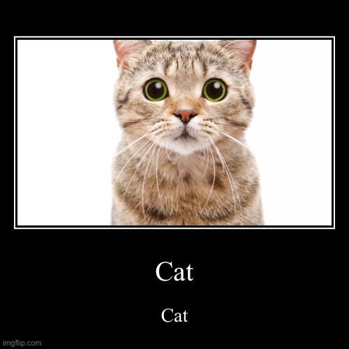 Cat | image tagged in funny,demotivationals | made w/ Imgflip demotivational maker