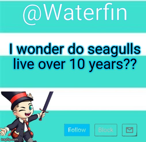 Waterfins Template | I wonder do seagulls live over 10 years?? | image tagged in waterfins template | made w/ Imgflip meme maker