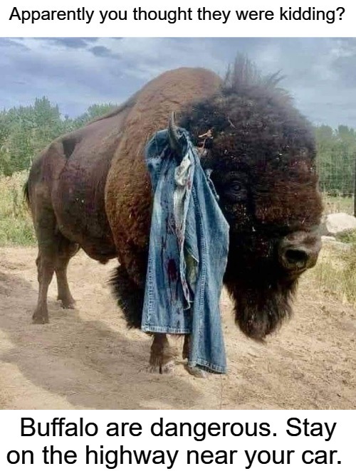 Buffalo are dangerous. Stay on the highway near your car. | Buffalo are dangerous. Stay on the highway near your car. | image tagged in bison,buffalo,black hills,south dakota,i too like to live dangerously | made w/ Imgflip meme maker