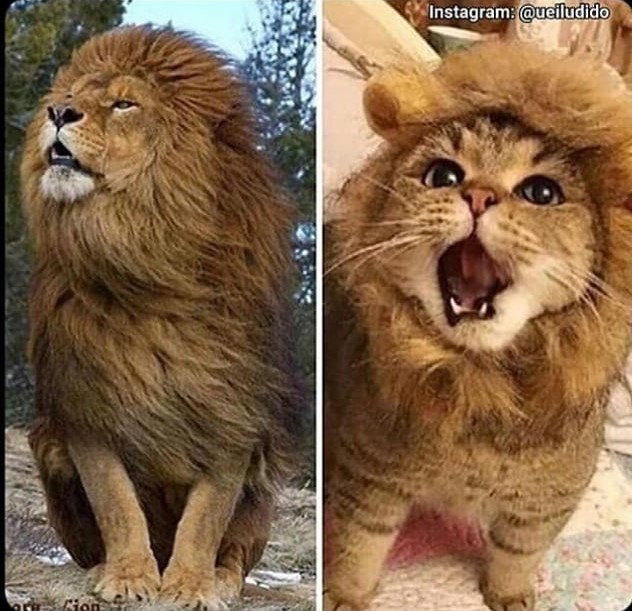 lion-cat Blank Meme Template