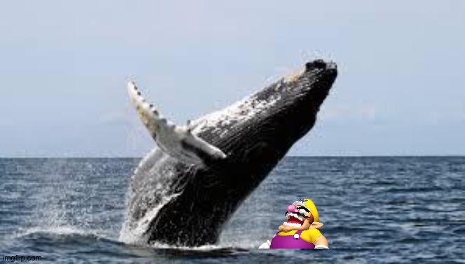 Wario gets drowned and crushed to death by a migrating whale.mp3 | image tagged in whale | made w/ Imgflip meme maker