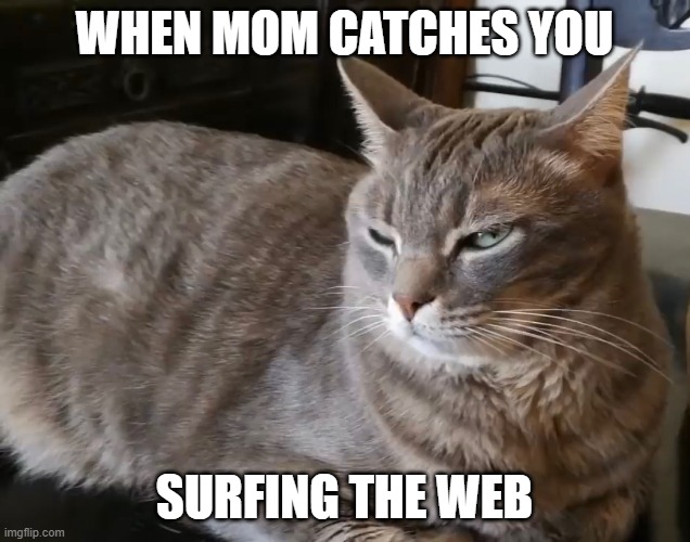 WHEN MOM CATCHES YOU; SURFING THE WEB | image tagged in grumpy cat | made w/ Imgflip meme maker