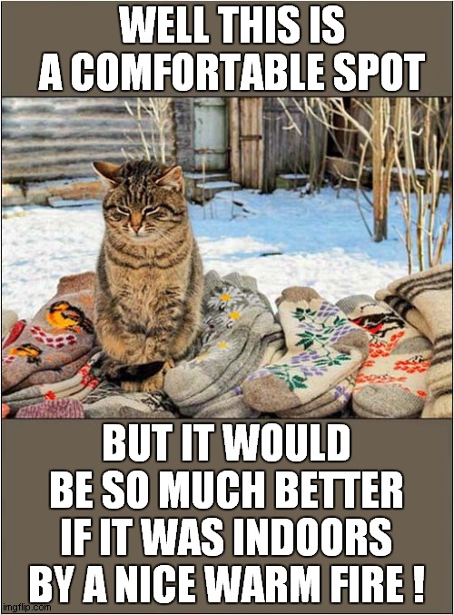 Baby, It's Cold Outside ! | WELL THIS IS A COMFORTABLE SPOT; BUT IT WOULD BE SO MUCH BETTER IF IT WAS INDOORS BY A NICE WARM FIRE ! | image tagged in cats,baby it's cold outside,outside,inside | made w/ Imgflip meme maker