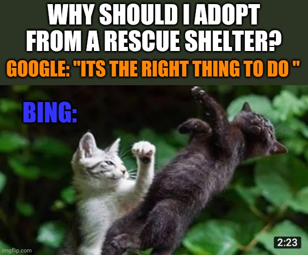 WHY SHOULD I ADOPT FROM A RESCUE SHELTER? GOOGLE: "ITS THE RIGHT THING TO DO "; BING: | image tagged in funny memes | made w/ Imgflip meme maker