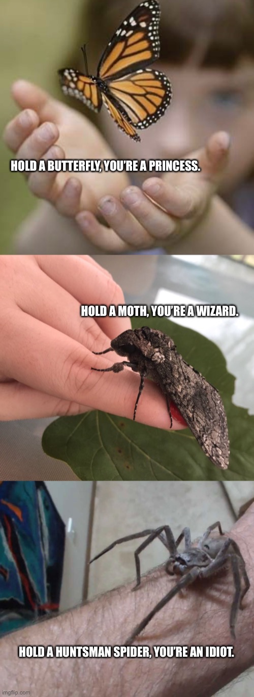 Good luck with that one | HOLD A BUTTERFLY, YOU’RE A PRINCESS. HOLD A MOTH, YOU’RE A WIZARD. HOLD A HUNTSMAN SPIDER, YOU’RE AN IDIOT. | image tagged in funny,memes,wizard,princess | made w/ Imgflip meme maker