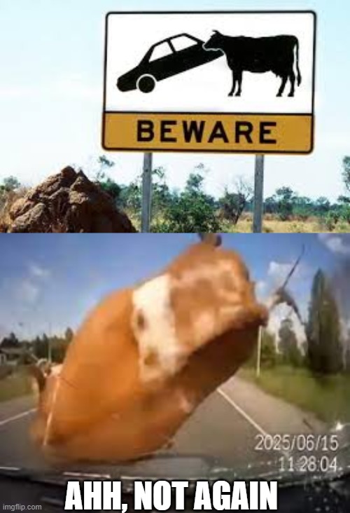 stupid cows. | AHH, NOT AGAIN | image tagged in cow | made w/ Imgflip meme maker