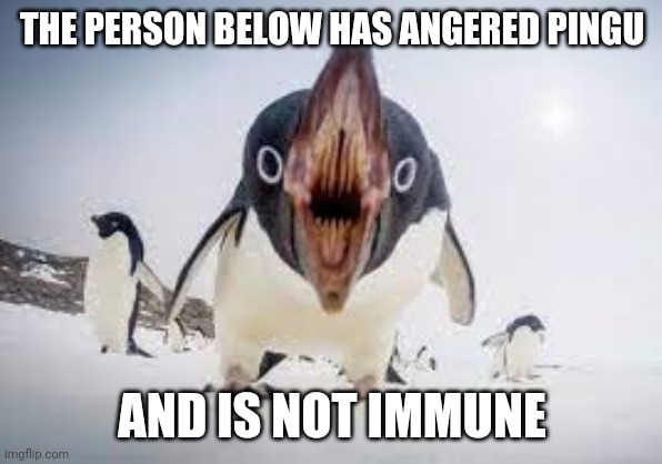 You have angered pingu | THE PERSON BELOW HAS ANGERED PINGU; AND IS NOT IMMUNE | image tagged in you have angered pingu | made w/ Imgflip meme maker