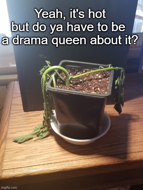 Drama Queen | Yeah, it's hot but do ya have to be  a drama queen about it? | image tagged in it's hot,plants | made w/ Imgflip meme maker