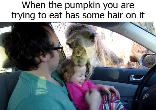 When the pumpkin you are trying to eat has some hair on it | image tagged in pumpkin | made w/ Imgflip meme maker