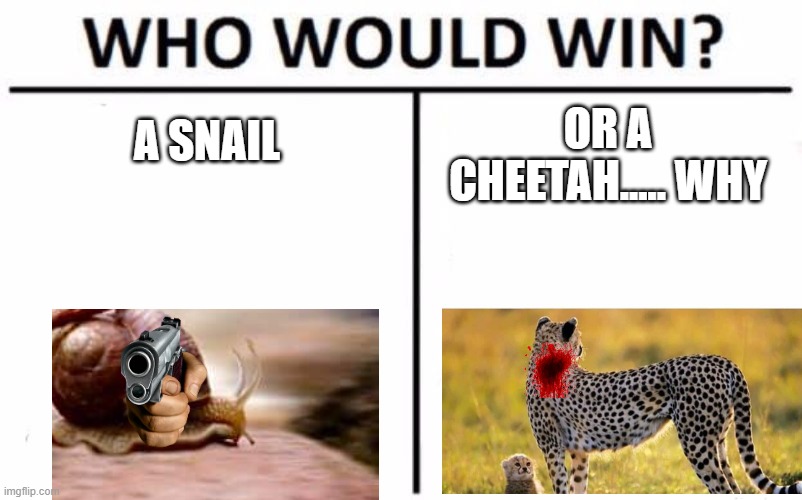 who will win ayy | A SNAIL; OR A CHEETAH..... WHY | image tagged in memes,who would win | made w/ Imgflip meme maker