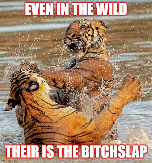 bitchslap | EVEN IN THE WILD; THEIR IS THE BITCHSLAP | image tagged in bitchslap | made w/ Imgflip meme maker