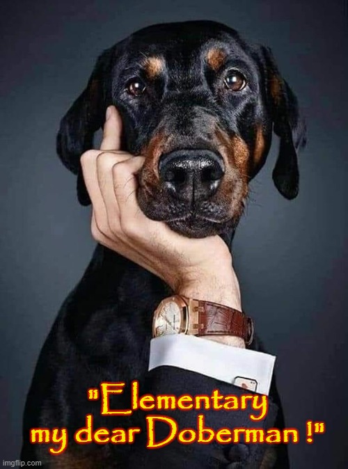 Elementary ! | "Elementary
my dear Doberman !" | image tagged in bad pun dog | made w/ Imgflip meme maker