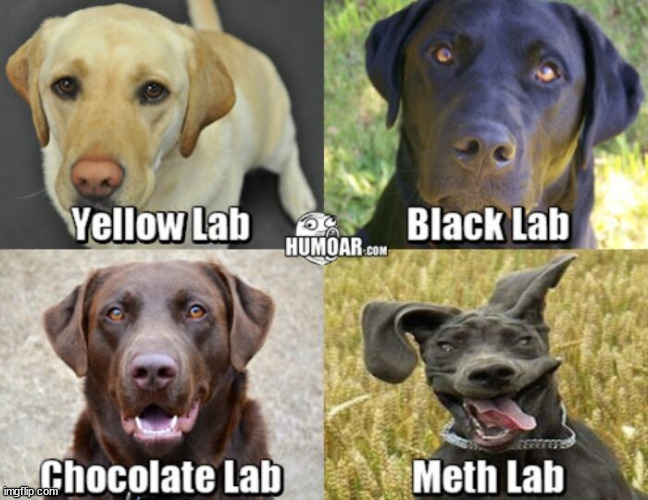 The four horsemen of doggokind... | image tagged in doggo,doggos,four horsemen,meth,pupper,pupperino | made w/ Imgflip meme maker