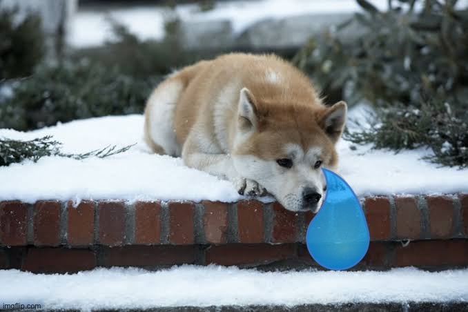 hachiko | image tagged in hachiko | made w/ Imgflip meme maker