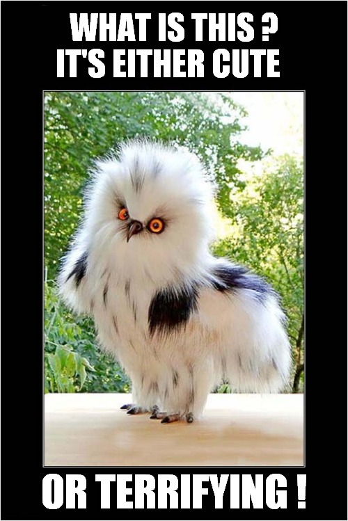 A Mystery Fluffy Chick ! | WHAT IS THIS ?
IT'S EITHER CUTE; OR TERRIFYING ! | image tagged in fun,eagle,chick,fluffy | made w/ Imgflip meme maker