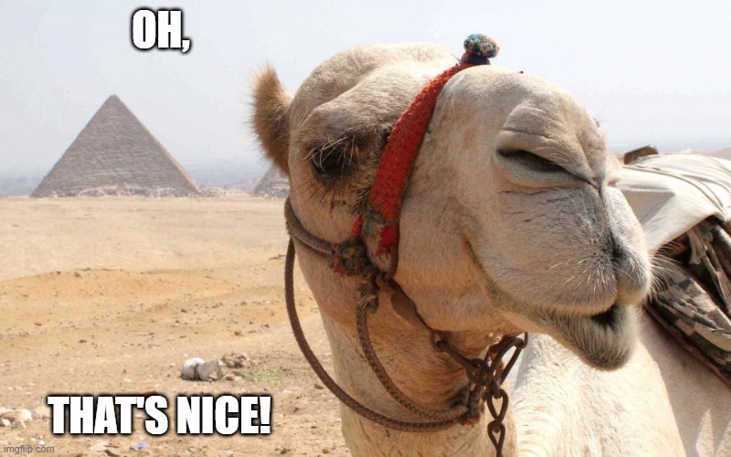 That's nice camel | OH, THAT'S NICE! | image tagged in that's nice camel | made w/ Imgflip meme maker