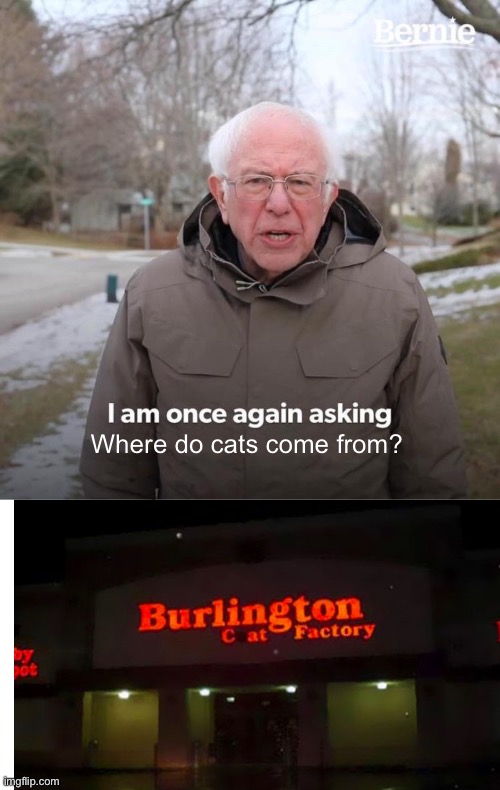 Cat | Where do cats come from? | image tagged in memes,bernie i am once again asking for your support,sign fails,cat,fun | made w/ Imgflip meme maker